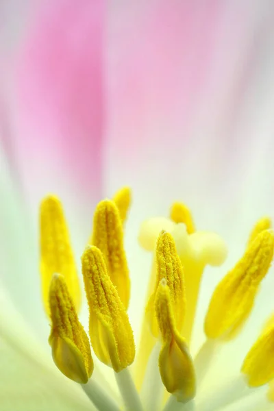 Vista Panoramica Bellissimi Fiori Tulipano — Foto Stock