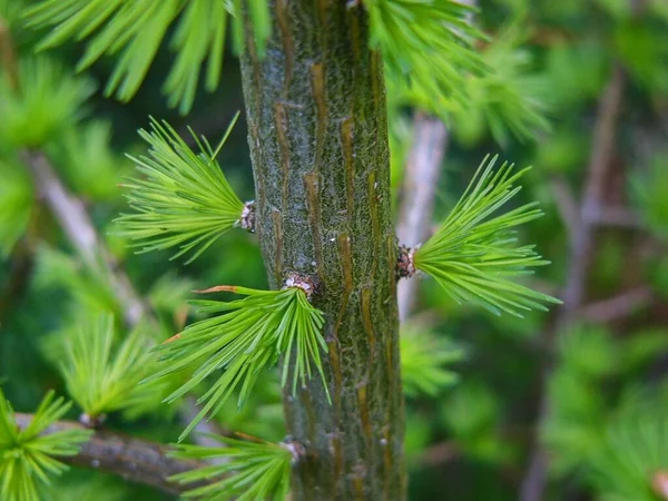 Pino Verde Con Aghi — Foto Stock