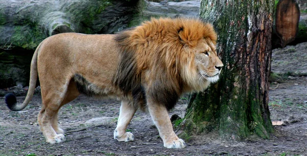 Roofdier Leeuwenkattenjager — Stockfoto