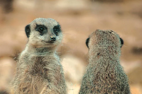 Primer Plano Los Animales Zoológico —  Fotos de Stock