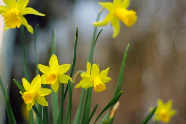 Pétalas Flores Amarelas Primavera Narciso — Fotografia de Stock