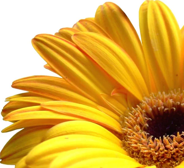 Gerbera Blütenblätter Flora — Stockfoto