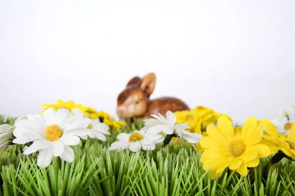 花の草原を舞台に — ストック写真