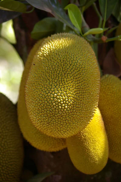 Tiro Perto Amarelo Frutas Tropicais Árvore Durian — Fotografia de Stock