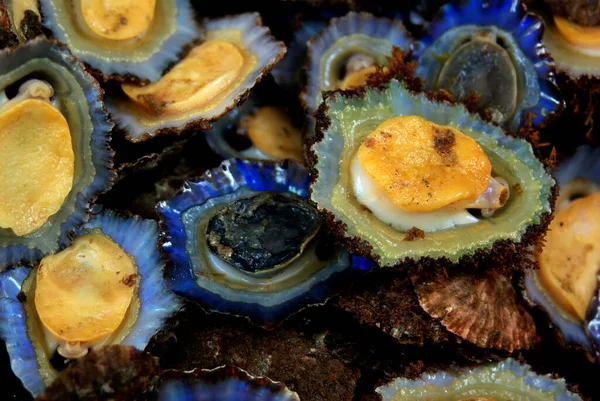 Fresh Seafood Shells — Stock Photo, Image