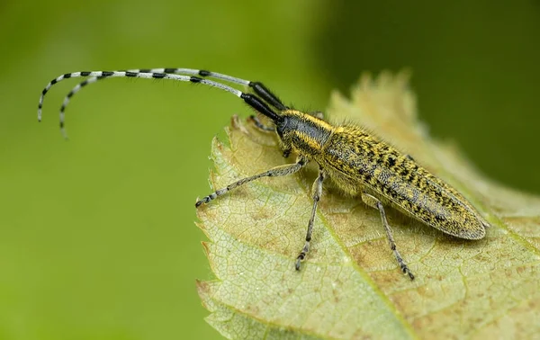 Closeup View Insect Nature — Stock Photo, Image