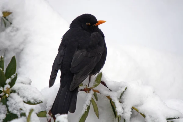 Zangvogel Ornithologie Fauna — Stockfoto