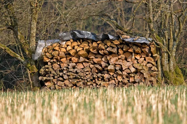Brennholz Wald — Stockfoto