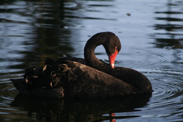 Aswanscenic Uitzicht Majestueuze Zwaan Natuur — Stockfoto