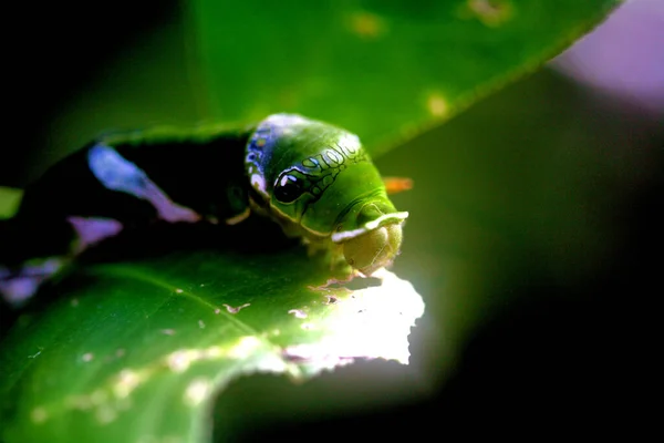 Close Macro Vista Inseto Lagarta — Fotografia de Stock