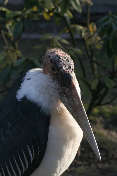 マラブーコウノトリ鳥大きなくちばし — ストック写真