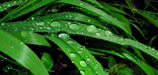 Grama Verde Com Gotas Água — Fotografia de Stock