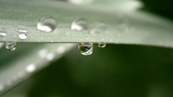 Gocce Rugiada Sull Erba Verde — Foto Stock