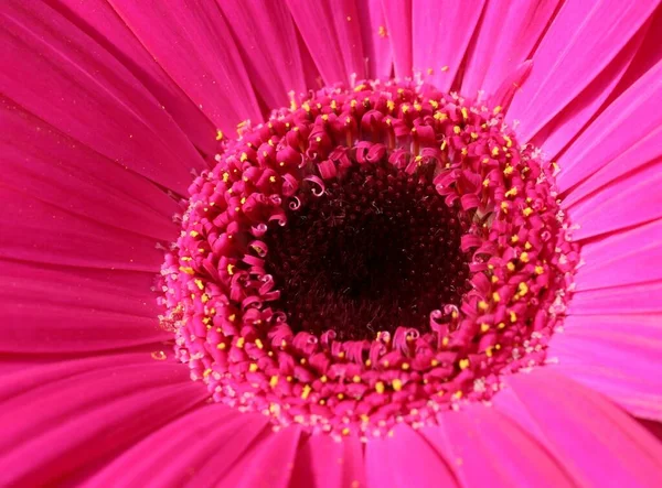 美丽的花朵 花卉概念背景 — 图库照片