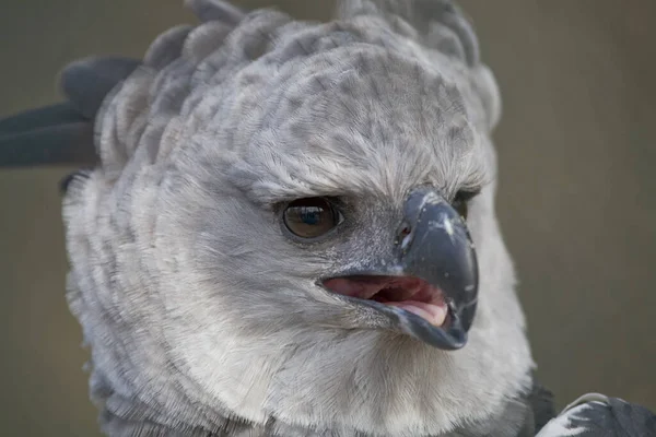 Harpy Largest Tropical Called Forest Eagles Reaches Length 102 Weight — Stock Photo, Image