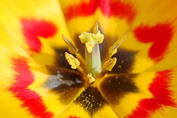 Tulipano Nano Molto Grande — Foto Stock