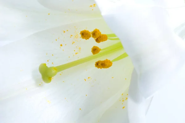 Piękna Roślinność Botaniczna Płatki Kwiatów Lilii — Zdjęcie stockowe