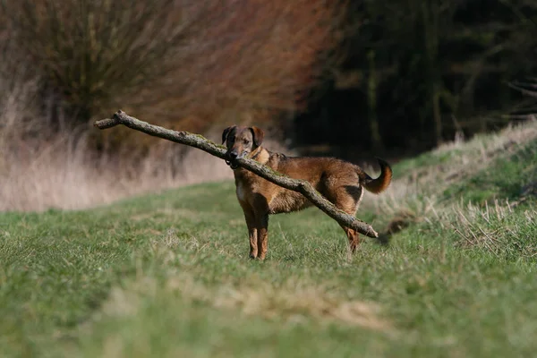 Сценический Вид Симпатичной Щенячьей Собаки — стоковое фото