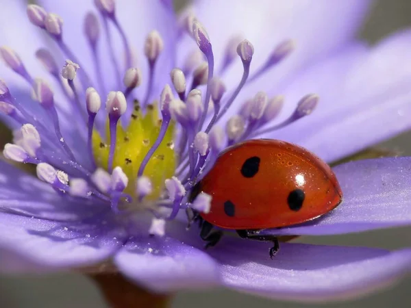 Red Bug Dots Ladybug — Stock Photo, Image