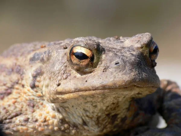 두꺼비 개구리 양서류 — 스톡 사진
