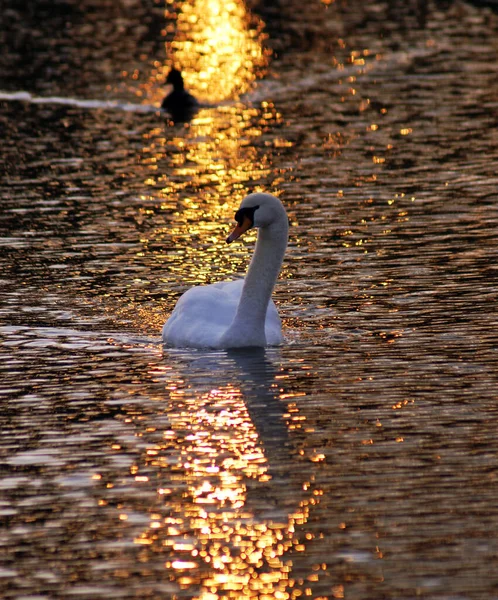 雄大な白鳥の大自然を眺めながら — ストック写真