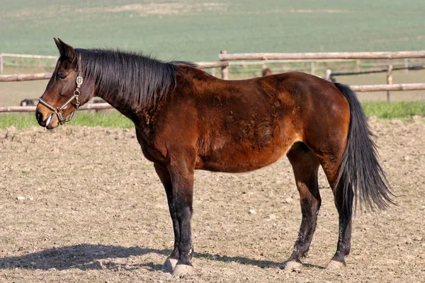 馬上の馬のパドック — ストック写真