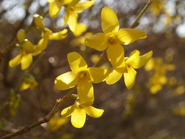 Flori Galbene Primăvara — Fotografie, imagine de stoc