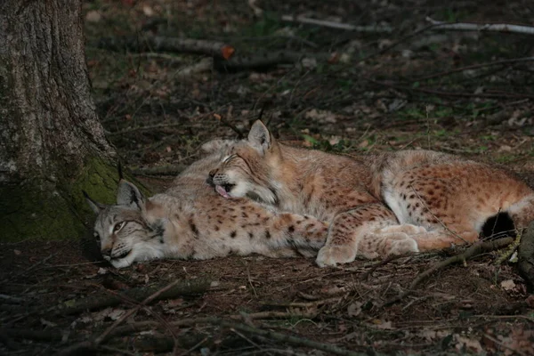 Lynx Wild Dier Natuur — Stockfoto