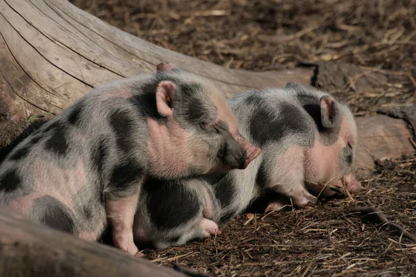 Großaufnahme Von Tier Zoo — Stockfoto