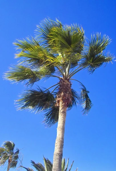 Washingtonia Szélben — Stock Fotó