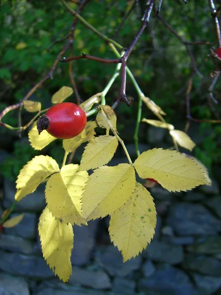 Hagebutte Rote Beeren — Stockfoto