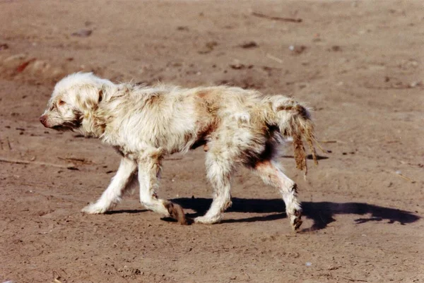 Porträt Eines Süßen Hundes — Stockfoto