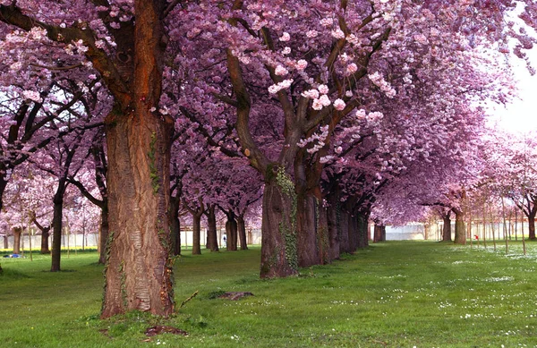 春桜の花が咲く — ストック写真