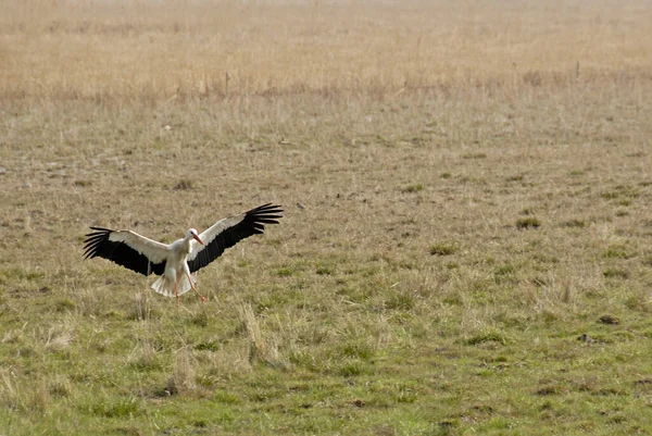 Vit Stork Flygning Fält — Stockfoto