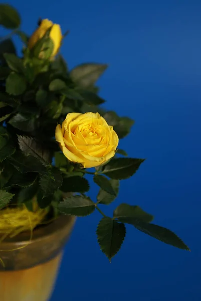 Карликовая Роза Горшке — стоковое фото