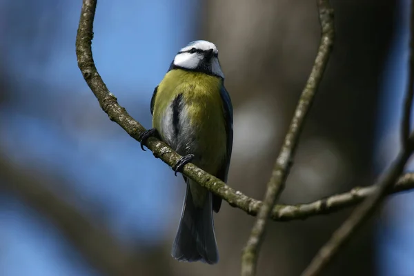 Aussichtsreiche Aussicht Auf Schöne Vögel Der Natur — Stockfoto