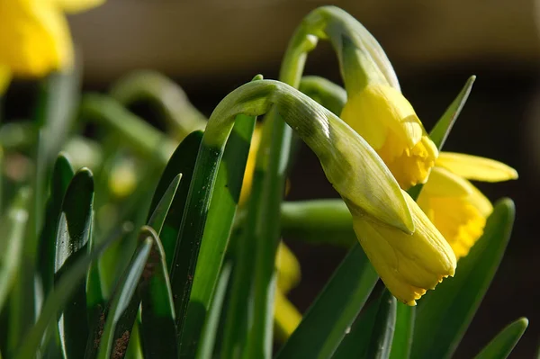 Malerischer Blick Auf Die Schöne Narzissenblüte — Stockfoto