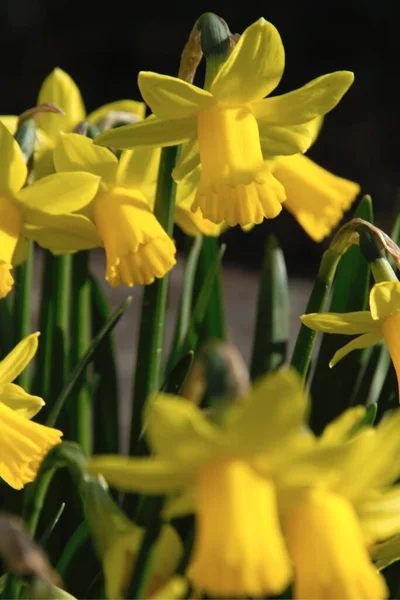 Daffodil Narcis Okvětní Lístky — Stock fotografie