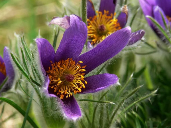 Mooi Botanisch Schot Natuurlijk Behang — Stockfoto