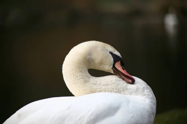 Vacker Utsikt Över Majestätisk Svan Naturen — Stockfoto