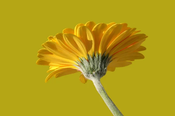 Blomblad Gerbera Flora — Stockfoto