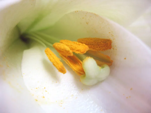 Bela Flora Botânica Pétalas Flores Lírio — Fotografia de Stock