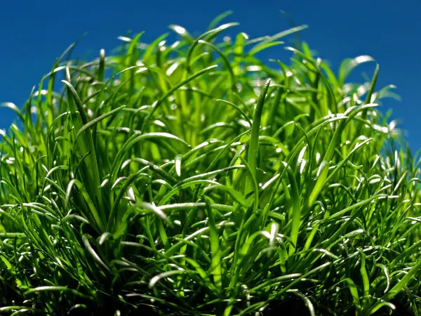 Hierba Verde Fresca Contra Cielo Azul —  Fotos de Stock