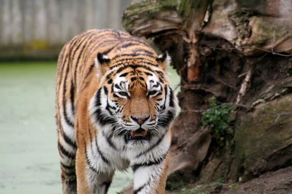 Gestreepte Tijger Dier Roofdier Wilde Kat — Stockfoto