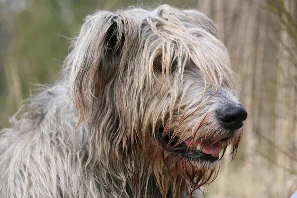 Retrato Jovem Cão Castanho Branco — Fotografia de Stock