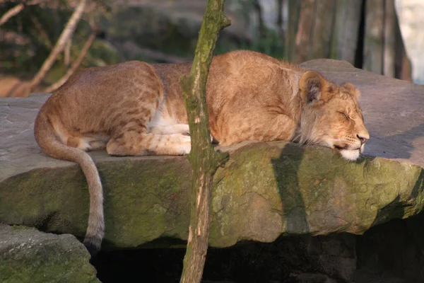 Αρπακτικό Ζώο Λιοντάρι Άγρια Ζωή — Φωτογραφία Αρχείου