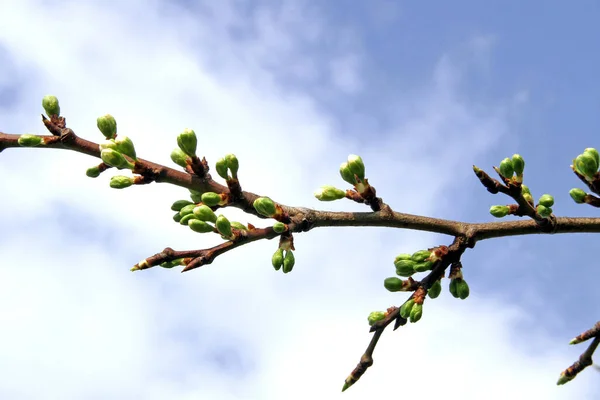 Árvore Primavera Com Flores Fundo Céu Azul — Fotografia de Stock