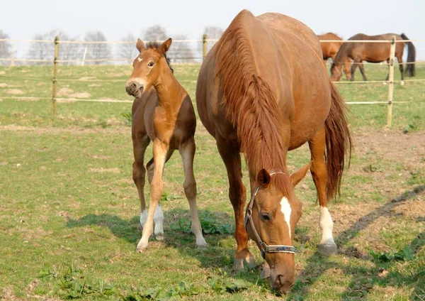 Cavalos Fazenda — Fotografia de Stock