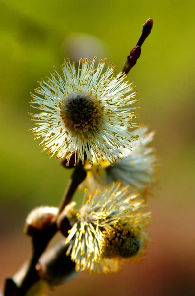 Fleurs Printemps Sur Fond Nature — Photo