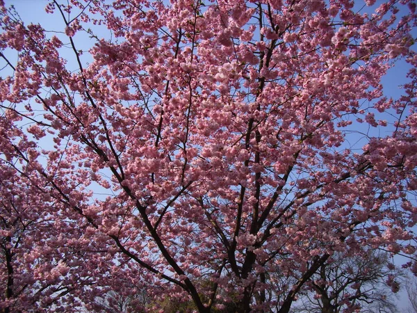 Kirschblüte Blumen Auf Baum — Stockfoto